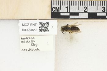 Media type: image;   Entomology 29829 Aspect: Labels